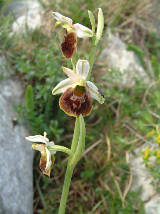 Ophrys tyrrhena ?